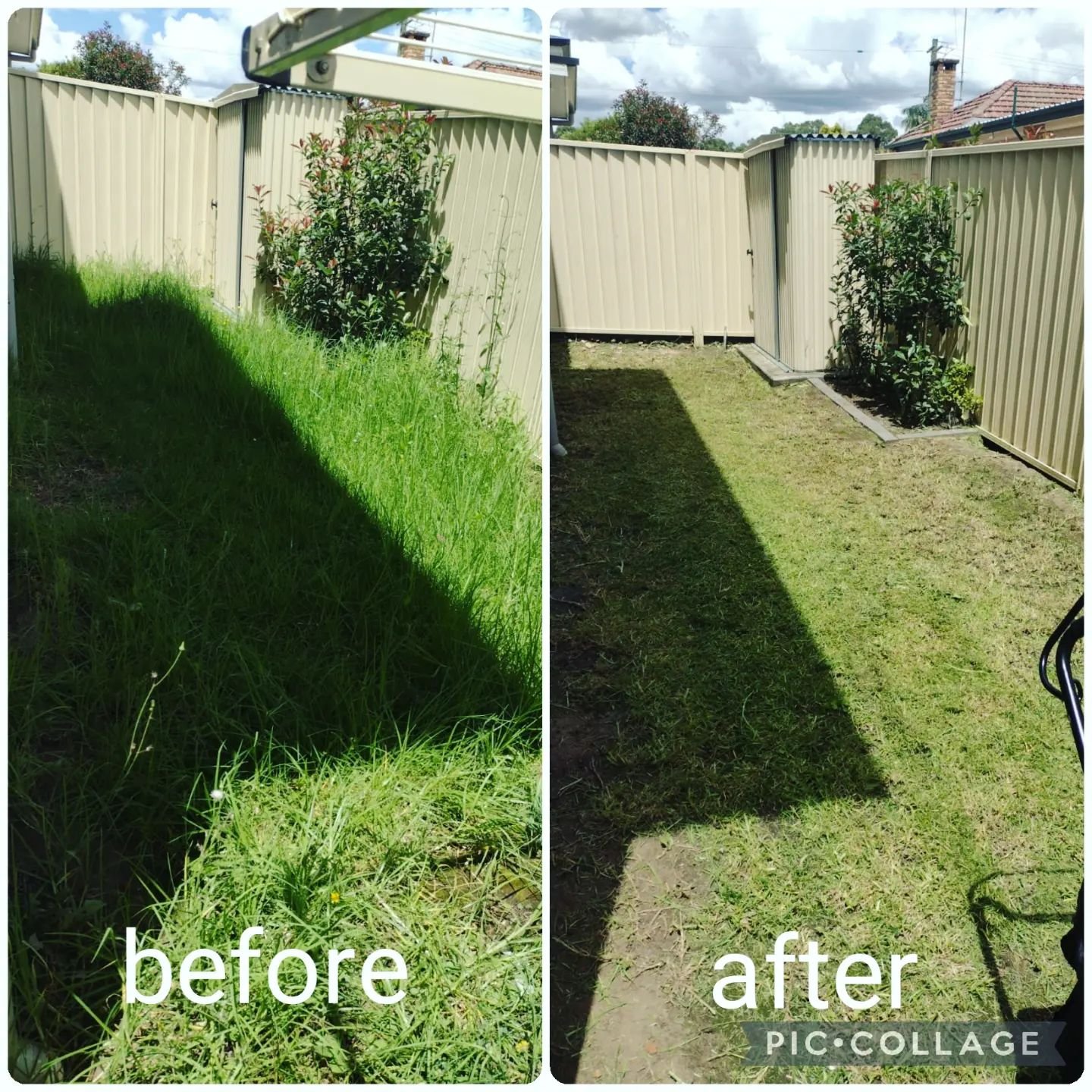 Home Overgrown hedge before and after garden clean-up